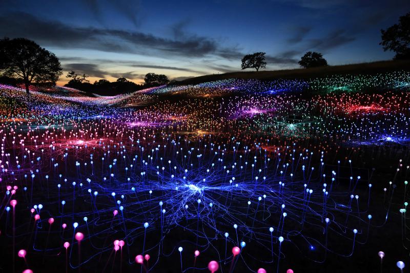 RNLI Field of Lights